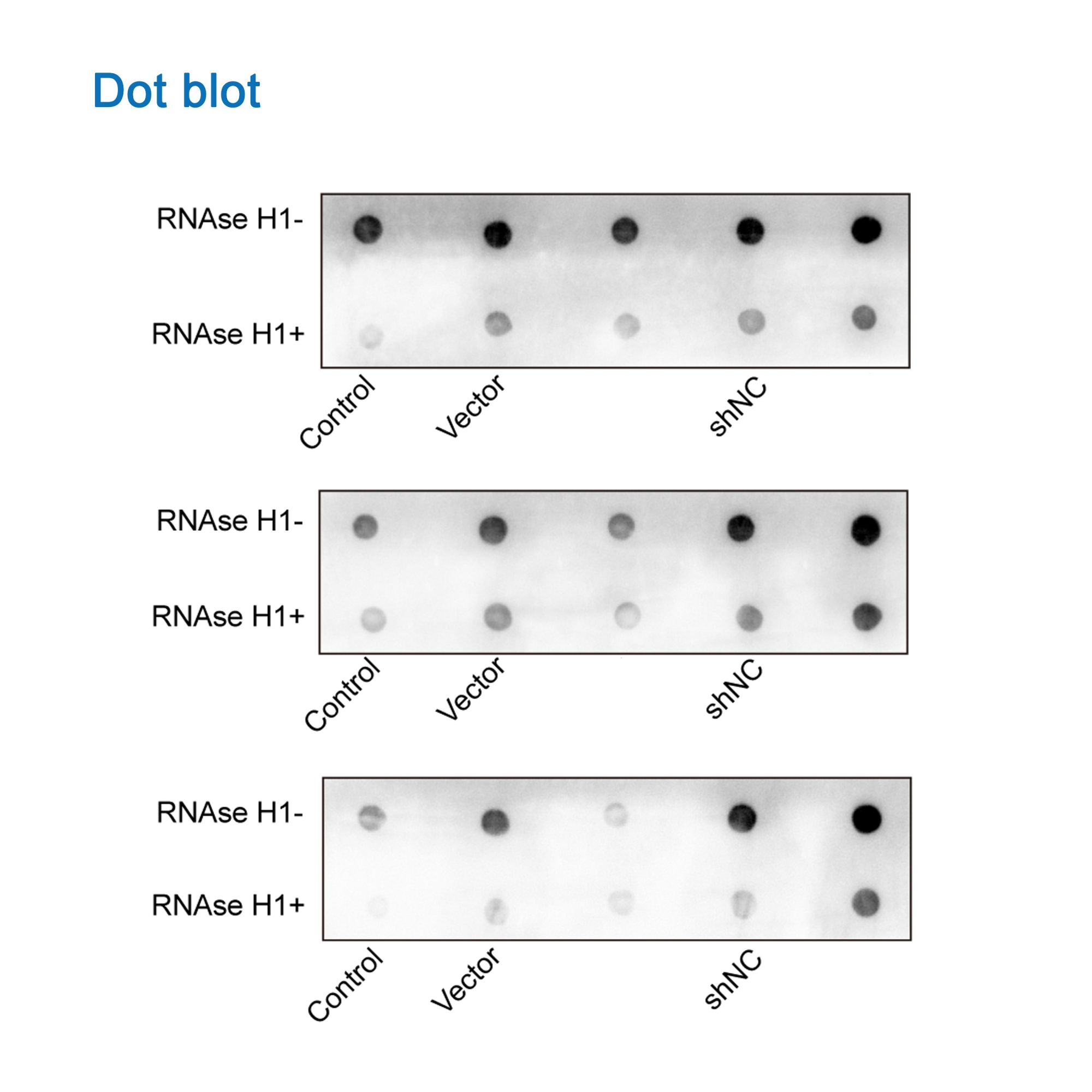 Dotblot實驗